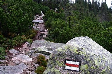 leśny odcinek szlaku_2 #góry #Karkonosze #SzklarskaPoręba #Szrenica #widok #las