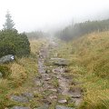 szlak na Halę pod Łabskim Szczytem #góry #Karkonosze #SzklarskaPoręba #Szrenica #widok #las #szlak