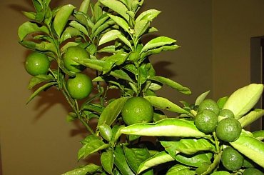 powrót na zimowisko 20.10.2009r. #cytrusy