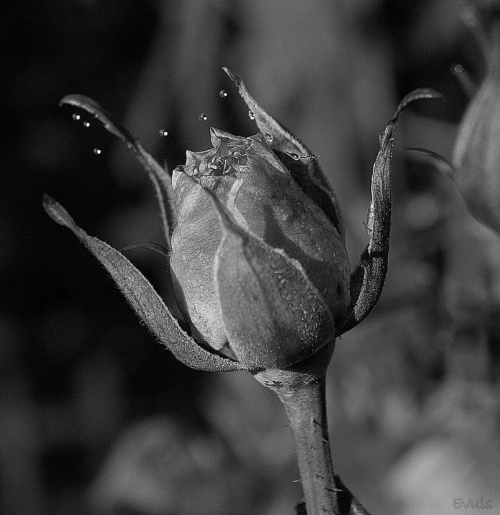 Jesienne róże z mojego ogrodu - to dzisiejszy mroźny poranek #róże #kwiaty #jesień