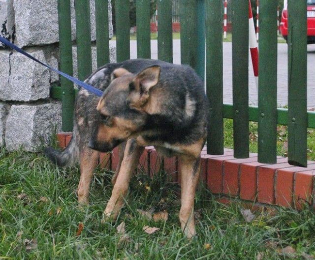 Ardo miał starą sączącą się ranę na tylnej łapce. W tej chwili rana jest już zagojona i zaczyna odrastać sierść.
Psiak nie jest agresywny. Ma około 3-4 lat.
Szuka odpowiedzialnego domu. #PsySzukająceDomu