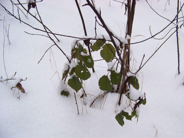 Las kabacki na biało,z domieszką zieleni.. #Warszawa #LasKabacki #zima #śnieg #las #biel #drzewa