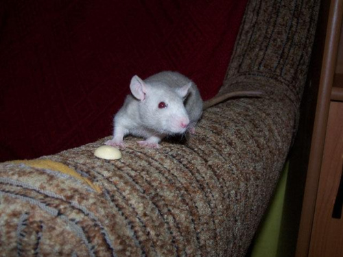 Asha