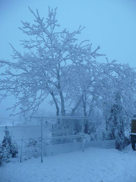 Orzech ,ktory nie wiem czy doczeka wiosny.Na galeziach 5 cm lod.