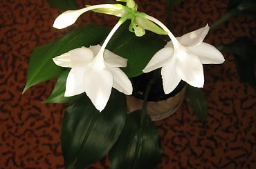 Eucharis #cebula #eucharis #kwiat