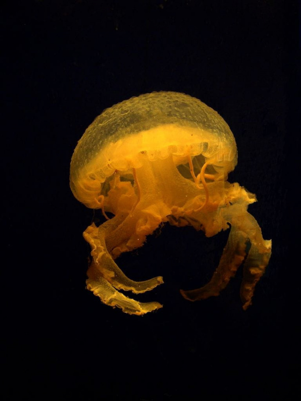 :)) no dobra...czas dodać opis...to meduza pływająca w roztworze dla trupków w muzeum przyrodniczym we wrocku, ja ją tylko odpowiednio zdjęłam :))