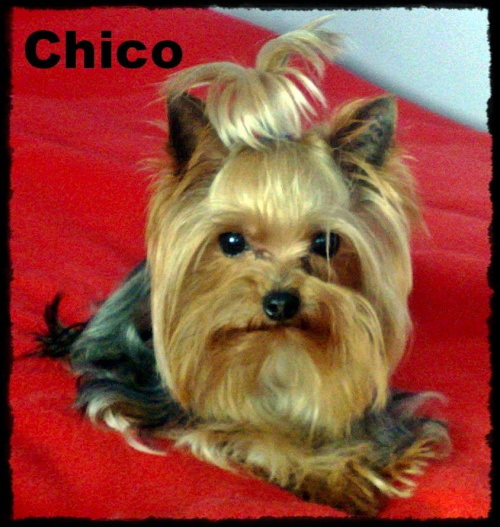 Chico 2 lata, 23.01.2010