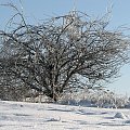 #Zima #drzewo