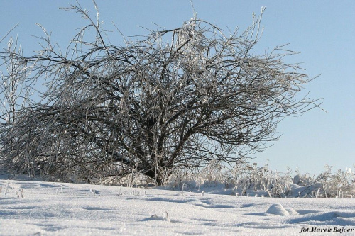 #Zima #drzewo
