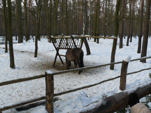 Wielkopolska Spontan centralny