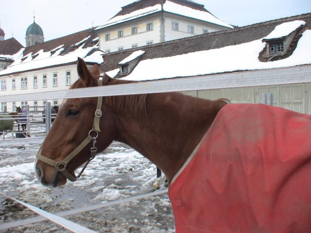 przyklasztorna stadnina koni #Einsiedeln #Szwajcaria #Suisse #Schweiz #Svizzera #klasztor #StadninaPrzyklasztorna