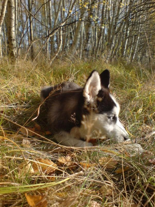 Jesienny spacer - 01-11-2008 #husky #szczeniak #pies #luna