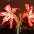 #hippeastrum #amarylis