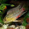 Samiec - Apistogramma Hongsloi