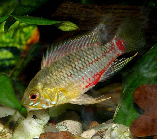 Samiec - Apistogramma Hongsloi