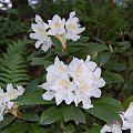 rododendron biały