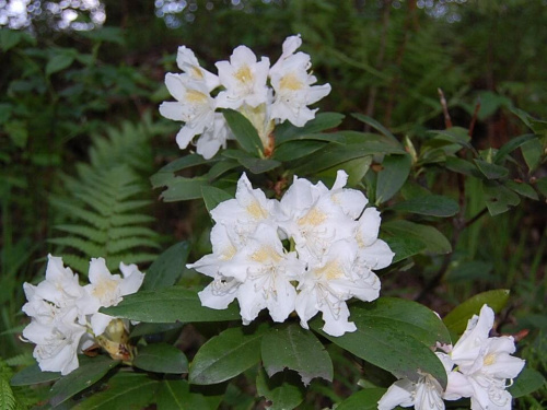 rododendron biały