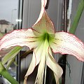 #hippeastrum