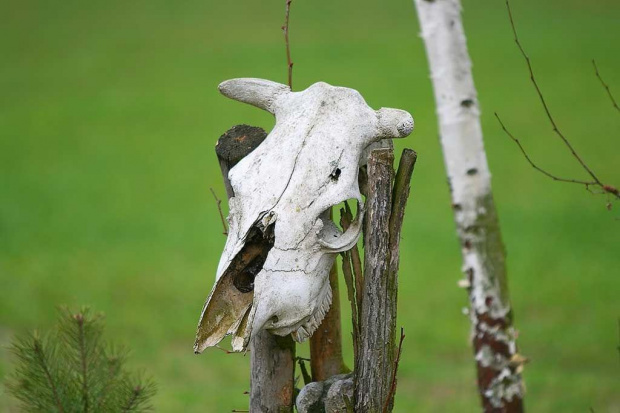 czaszka krowy, krowa #CzaszkaKrowy #krowa