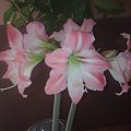 #hippeastrum