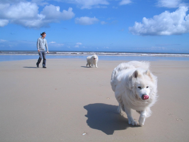 Ich Troje #Pies #plaża #morze #niebo #zabawa #błękit