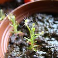 drosera scorpioides