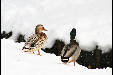 Skaczemy ! #kaczki #zima #SpacerPoParku #snieg