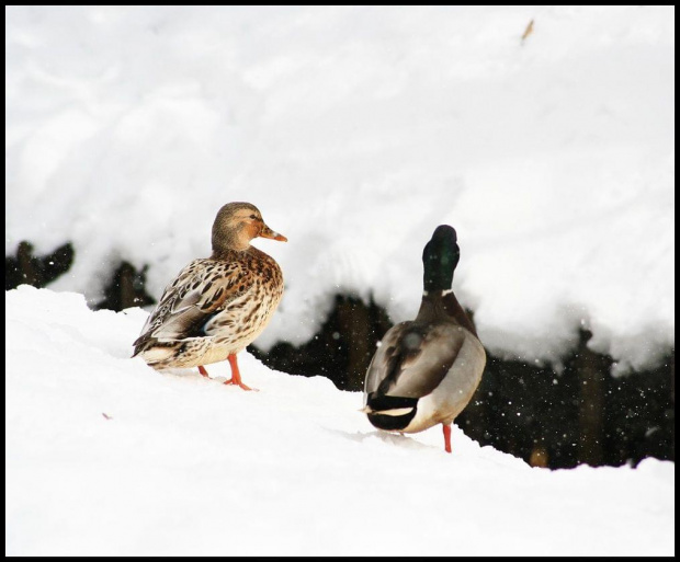 Skaczemy ! #kaczki #zima #SpacerPoParku #snieg