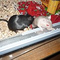 moje myszoskoczki: Szarotka- umaszczenie lilac (po prawej) i Czarna Perła- umaszczenie black (po lewej) #zwierzęta #gryzonie #myszoskoczki #gerbile