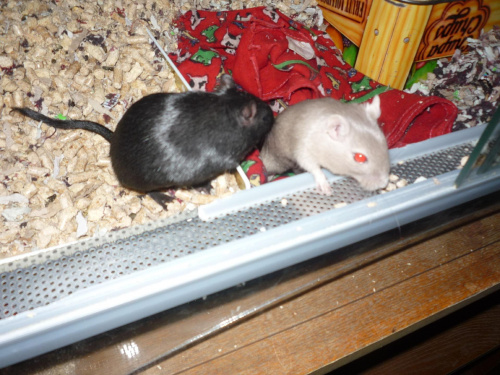 moje myszoskoczki: Szarotka- umaszczenie lilac (po prawej) i Czarna Perła- umaszczenie black (po lewej) #zwierzęta #gryzonie #myszoskoczki #gerbile