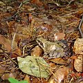 Ropuszka ukryta w liściach #żaba #ropucha