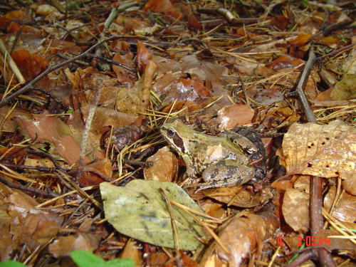 Ropuszka ukryta w liściach #żaba #ropucha