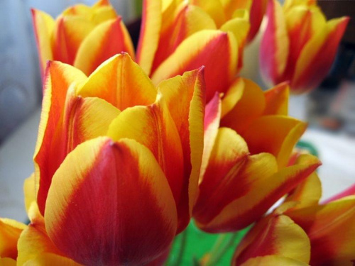 Dla Marioli (bobesz)W dniu urodzin:
Dużo prezentów,
wesołych momentów.
Urodzin udanych,
wśród przyjaciół kochanych.
Dwie skrzynie łakoci
i samych dobroci. #Urodziny #tulipany #kwiaty