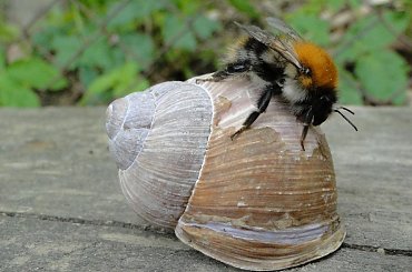 Chyba się zdecyduję i wynajmę. #trzmiel