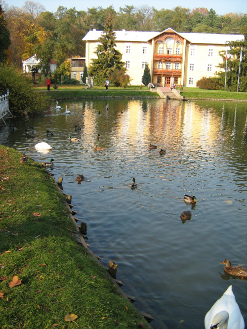 kaczki, łabędzie