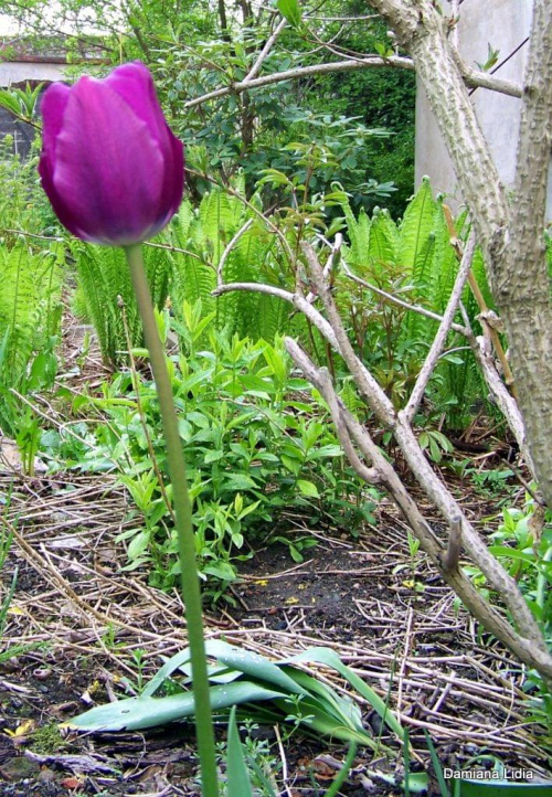 Jedynaczek #Tulipany #kwiaty #ogrody