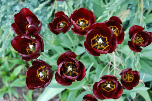 czaenre tulioany #tulipany