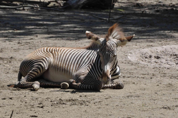 Punkowa zebra z irokezem