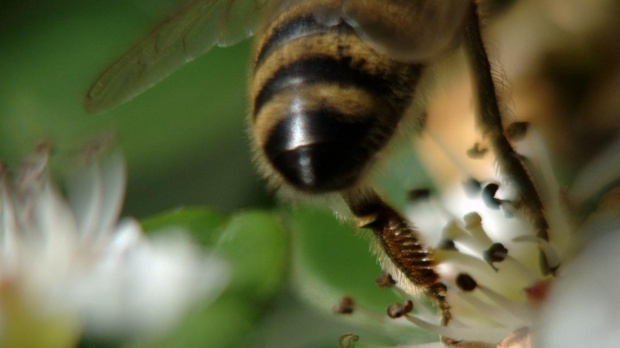 Uciekła. #pszczoła #makro #owady