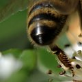 Uciekła. #pszczoła #makro #owady