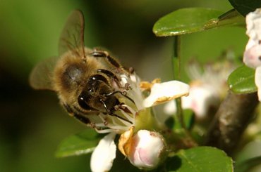 #pszczoła #makro #owady