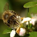 #pszczoła #makro #owady