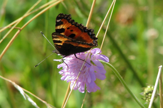 #motyl