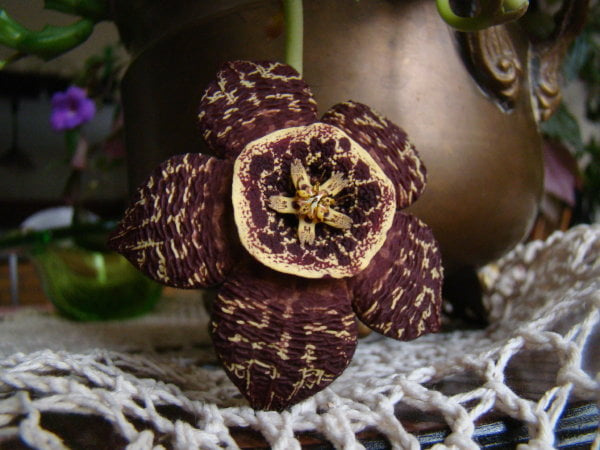 Orbea variegata