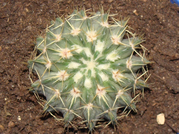 Notocactus buiningii