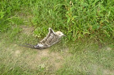 Mewa #ptaki #mewa #bąkowiec #bakowiec