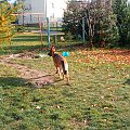 Owczarek niemiecki (Melcia) urosła już dużo od czerwca prawda. #pies #melcia #mela #owczarek #dog #niemiecki #OwczarekNiemiecki #zmiany #jesien #piesek #zabawa #suka #suczka #piesio #zęby #język #uszy #łapy