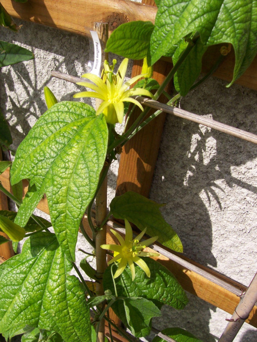 Passiflora citrina