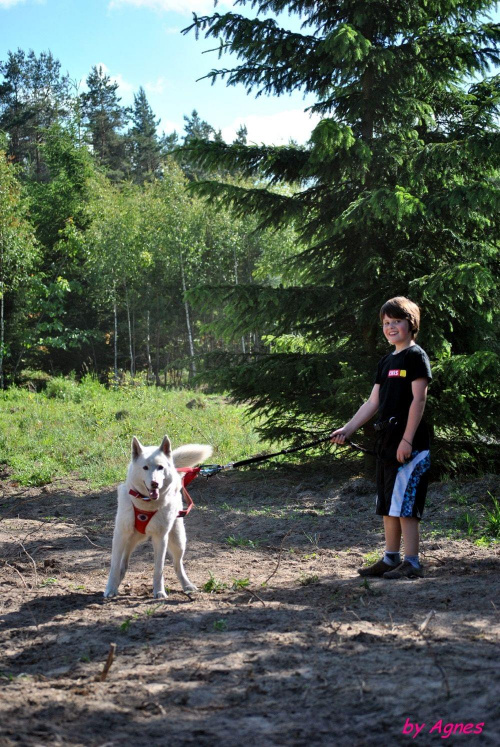 Sport zaprzęgowy w wydaniu bez śniegu -dryland #ZieloneBielkówko #amberdog