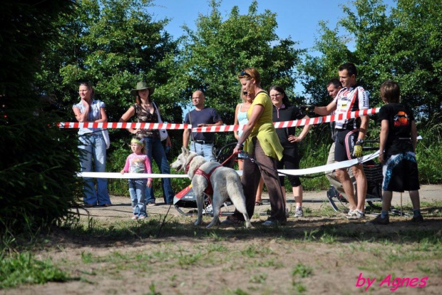 Sport zaprzęgowy w wydaniu bez śniegu -dryland #ZieloneBielkówko #amberdog